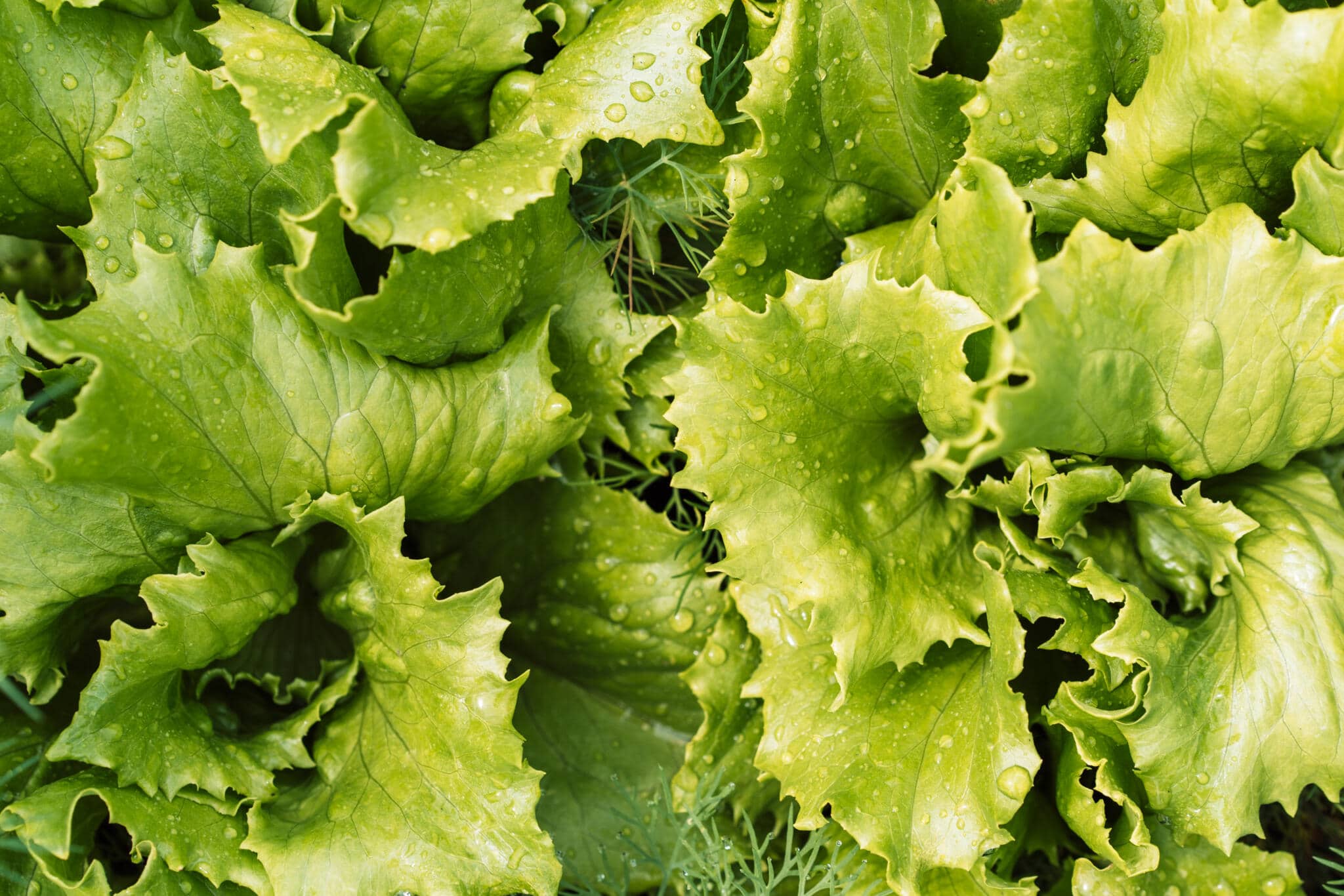cabbage salad leaves with water drops close up