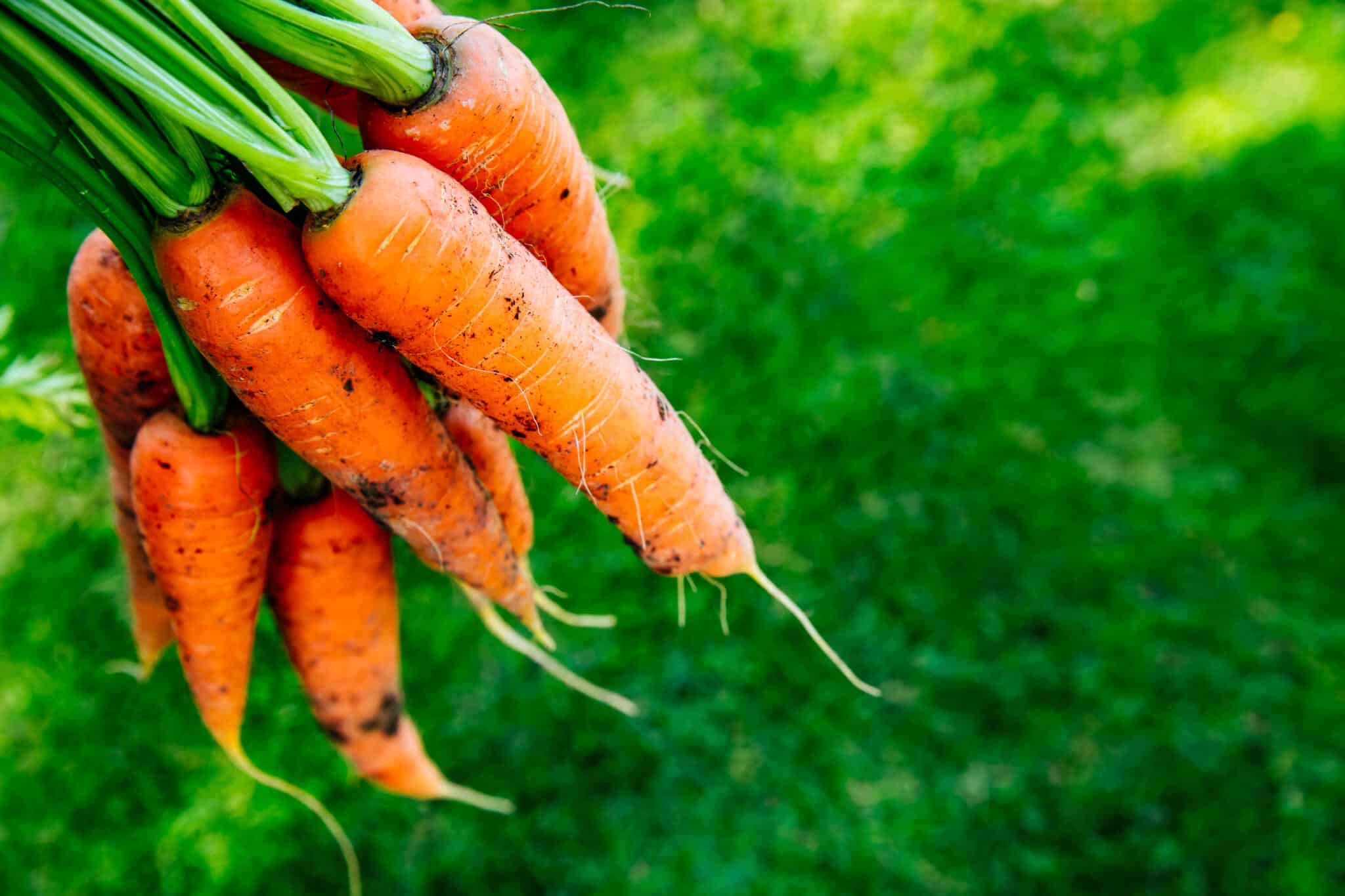 carrots. fresh organic harvest of carrots. bunch of carrots on a